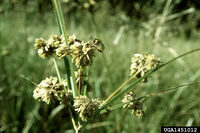 Cyperus entrerianus IPM1451012.jpg