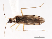 Dicyphus hesperus BOLD Systems.png