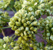 Fruits of Angelica archangelica L. (photo Andrea Moro 2015)