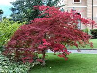 Acer palmatum – Photo: Andrea Moro 2005, Dryades TSB29912.jpg