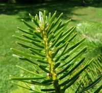 Abies nordmanniana subsp. equi-trojani (Asch. & Sint. ex Boiss.) Coode & Cullen – Photo: Andrea Moro 2008, Dryades TSB56511.jpg