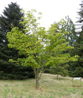 Acer rufinerve Siebold & Zucc. – Photo: Andrea Moro 2008, Dryades TSB58427.jpg