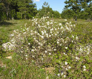 Amelanchier ovalis Medik.