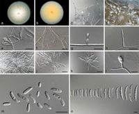 Fusarium languescens Persoonia 2019.jpg