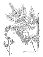 Linedrawing Moringa oleifera.gif