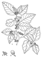 Linedrawing Solanum anguivi.gif