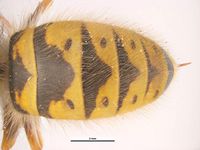 Vespula vulgaris PaDIL136374d.jpg