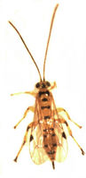 Xanthopimpla rhopaloceros.jpg