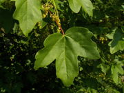 Acer campestre 005.jpg