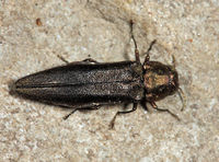 Agrilus anxius BugGuide668241.jpg