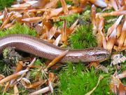 Anguis fragilis detail.jpeg