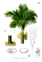 Areca catechu Blanco2.350.png