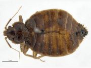 Cimex hemipterus PaDIL142263a.jpg