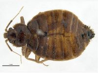 Cimex hemipterus PaDIL142263a.jpg