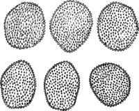 Coleoporium telekiae Thuem. Abb0115 (Gäumann 1959, Rostpilze Mitteleuropas).png