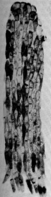 Cronartium ribicola J. C. Fisch. Abb0078 (Gäumann 1959, Rostpilze Mitteleuropas).png