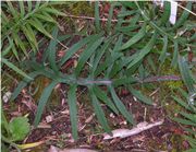 Leaves of Cirsium eriophorum (L.) Scop. subsp. eriophorum (photo Andrea Moro 2005)