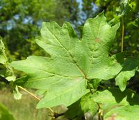 Acer hyrcanum Fisch. & C.A.Mey. – Photo: Andrea Moro 2007, Dryades TSB45602.jpg