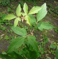 Acer griseum (Franch.) Pax – Photo: Andrea Moro 2008, Dryades TSB54498.jpg