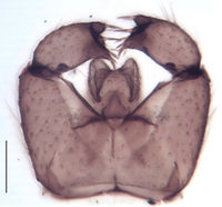 Leptosciarella lobodentata Hypopygium HT.jpg