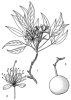 Linedrawing Crateva adansonii.gif