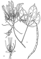 Linedrawing Euadenia eminens.gif