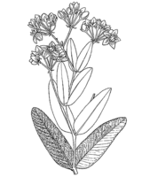 Linedrawing Pachycarpus lineolatus.gif