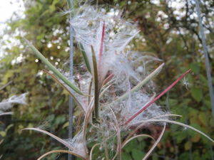 20151023Chamerion angustifolium1.jpg