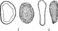 Coleosporium Pulsatillae (Str.) Lev. Abb0093 (Gäumann 1959, Rostpilze Mitteleuropas).png