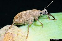 Curculio glandium IPM5371100.jpg