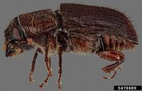 Dendroctonus approximatus IPM5478689.jpg