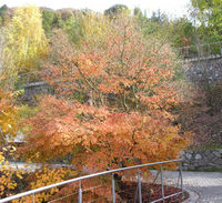 Acer palmatum Thunb. – Photo: Andrea Moro 2008, Dryades TSB60214.jpg