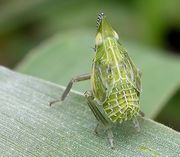 Epiptera europea.jpg