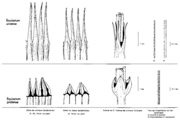 Flor.Rundbr. 9,35-39 Weber 1975 Equisetum arvense, pratense 1200dpiSW.png