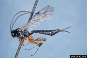 Itoplectis quadricingulata IPM1441092.jpg