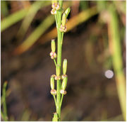 Triglochin palustris fruit (01).jpg