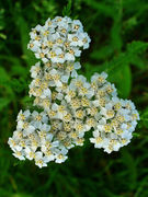 Achillea millefolium 003.JPG