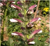 Acanthus mollis L. – Photo: Andrea Moro 2005, Dryades TSB24832.jpg