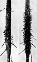 Gymnosporangium clavariaeforme (Jacq.) DC. Abb0997 (Gäumann 1959, Rostpilze Mitteleuropas).png