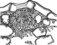 Melampsora abieti-caprearum Tub. Abb0130 (Gäumann 1959, Rostpilze Mitteleuropas).png
