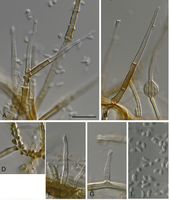 Phaeoacremonium parasiticum StudMycol 2018.jpg