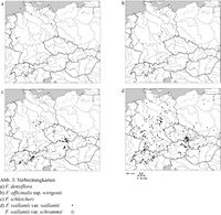 Schmalz 2008 Fumaria Abb3.jpg