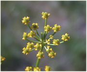 Inflorescence of Pastinaca sativa L. subsp. sativa (photo Andrea Moro 2004)