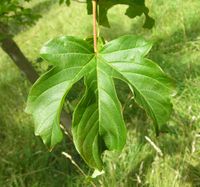 Acer heldreichii Boiss. & Heldr. – Photo: Andrea Moro 2007, Dryades TSB45499.jpg