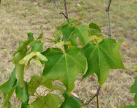 Acer cappadocicum Gleditsch – Photo: Andrea Moro 2008, Dryades TSB58375.jpg