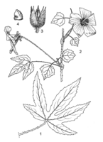 Linedrawing Hibiscus surattensis.gif