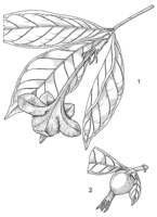 Linedrawing Rothmannia whitfieldii.gif