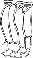 Melampsora allii-populina Kleb. Abb0123-5 (Gäumann 1959, Rostpilze Mitteleuropas).png