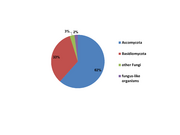 Abb1.3 fungi species numbers relative size groups 2021 (M. Piepenbring).png