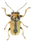 Acolastus personatus dorsal